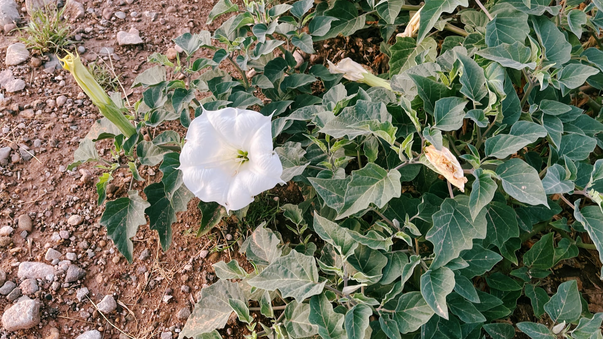 20250706-1306-sacred-datura.png