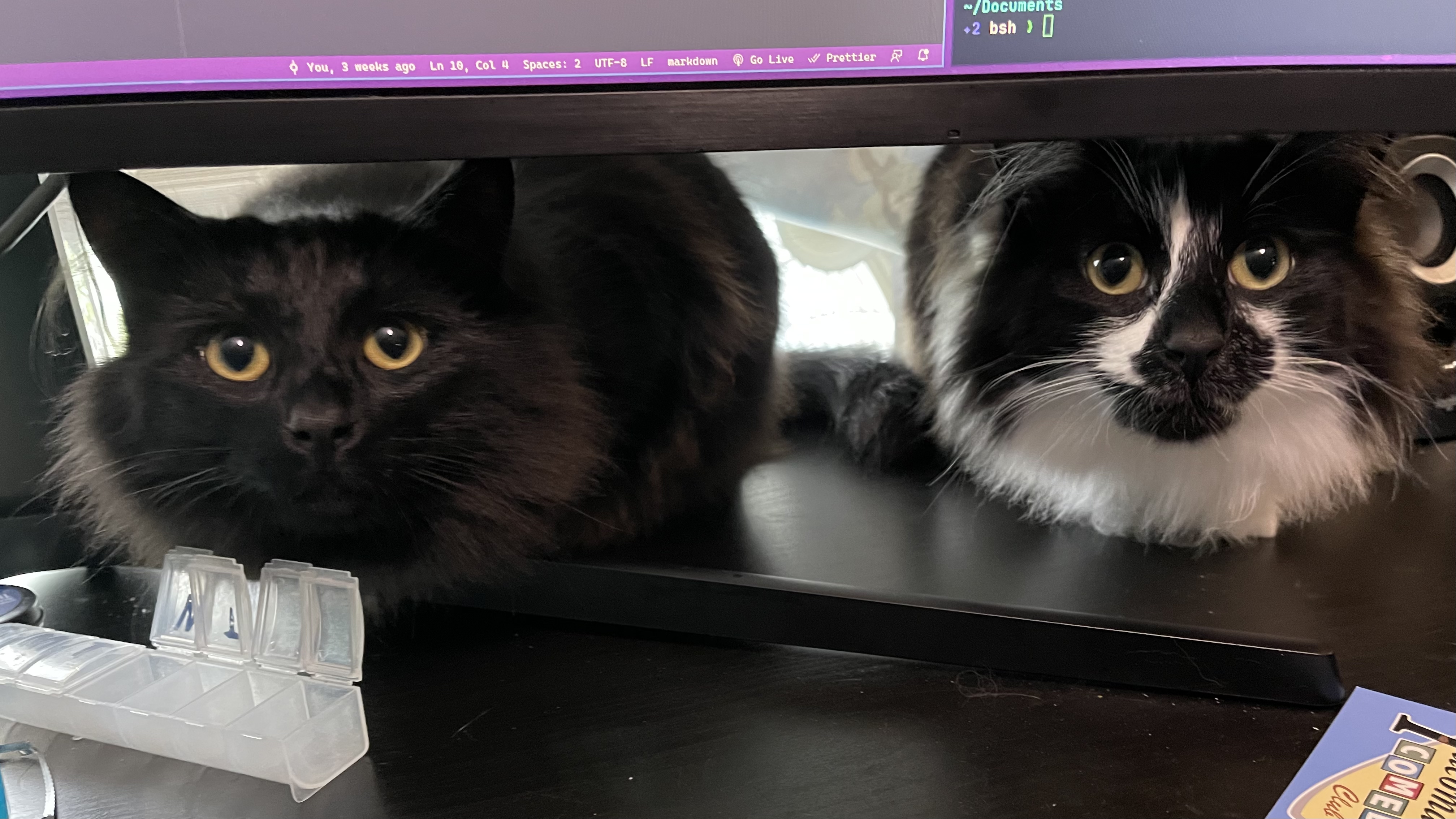 two cats stare intently at you from under a monitor